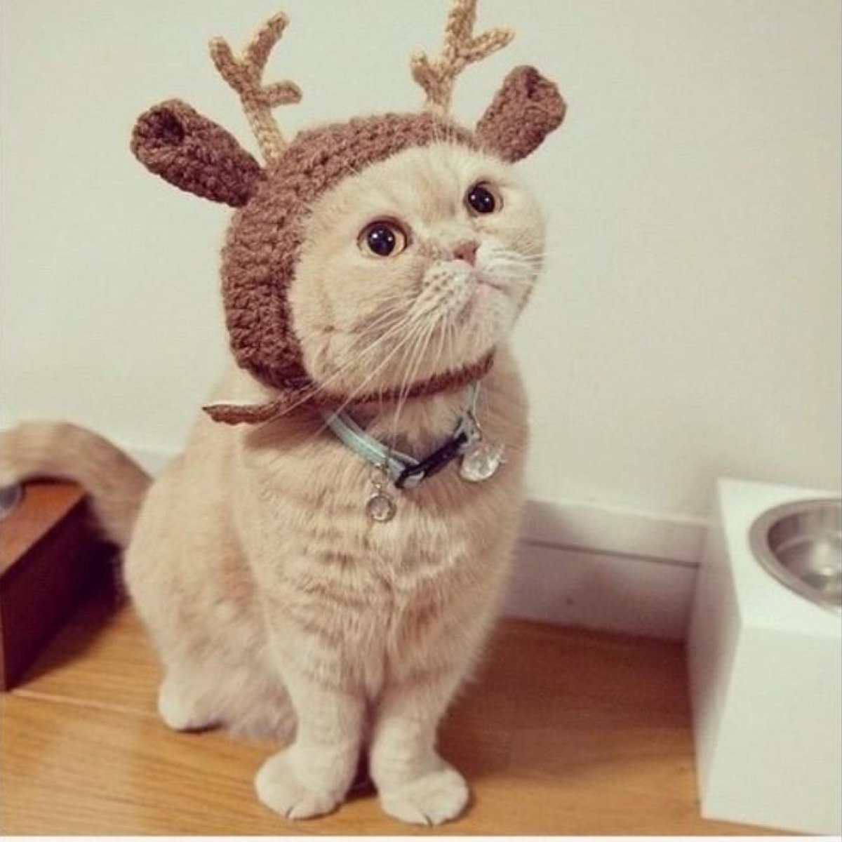 Шапочка котика