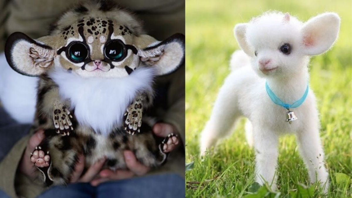 Мексиканский глазоух