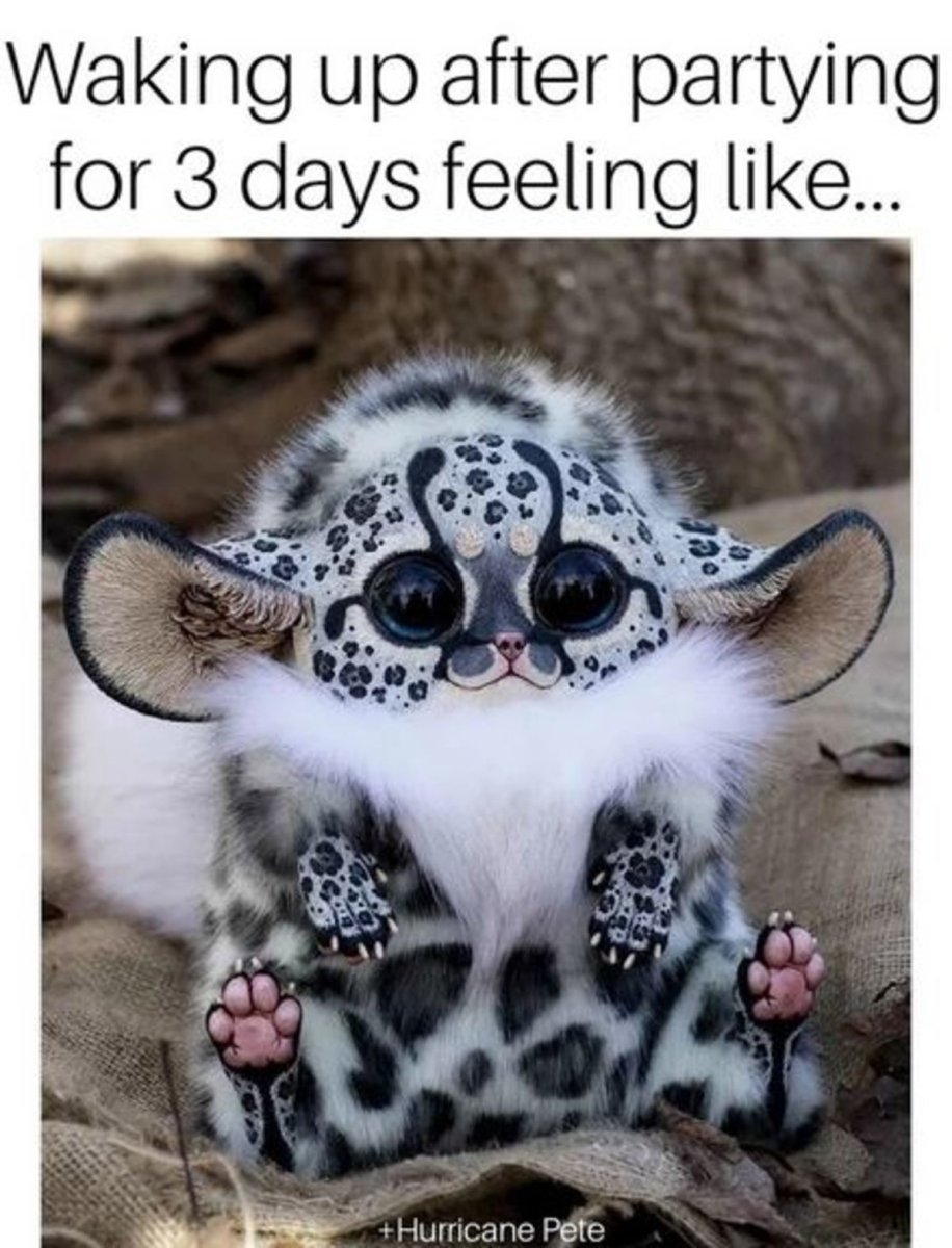 Мадагаскарский глазоухх