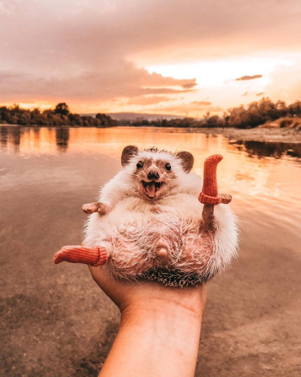 Mr.Pokee очаровательный ёж-путешественник