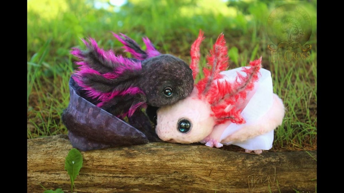 Пламфы аксолотль