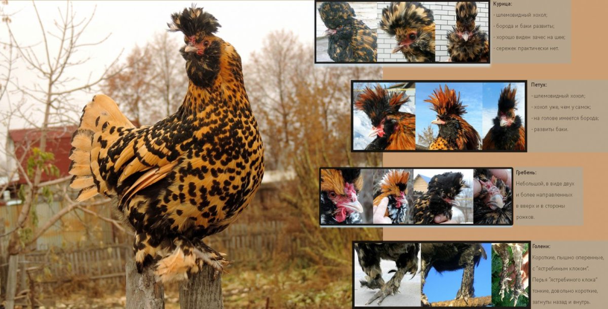 Породы кур несушек Павловские