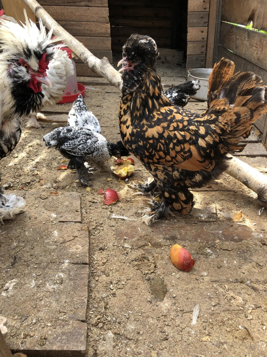 Павловское серебро куры