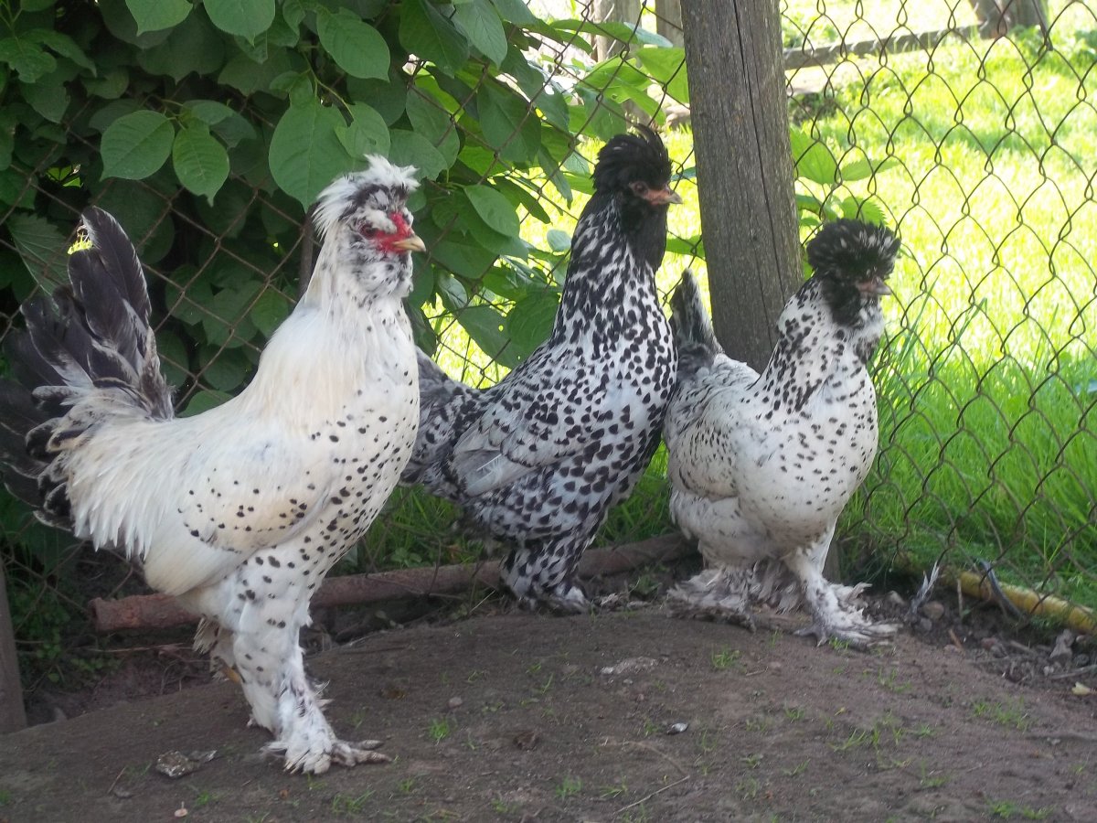 Павловская хохлатая