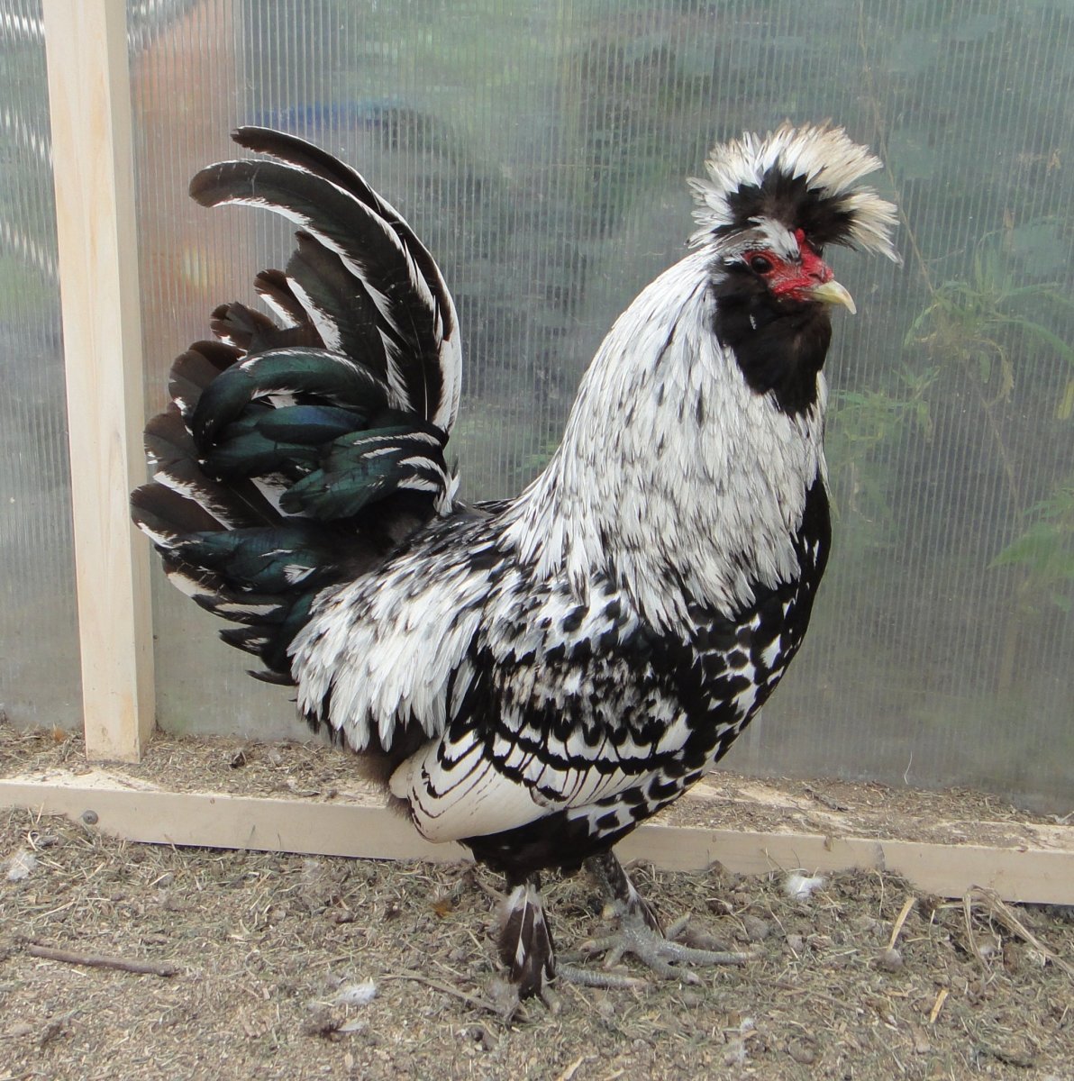Петух породы Павловский