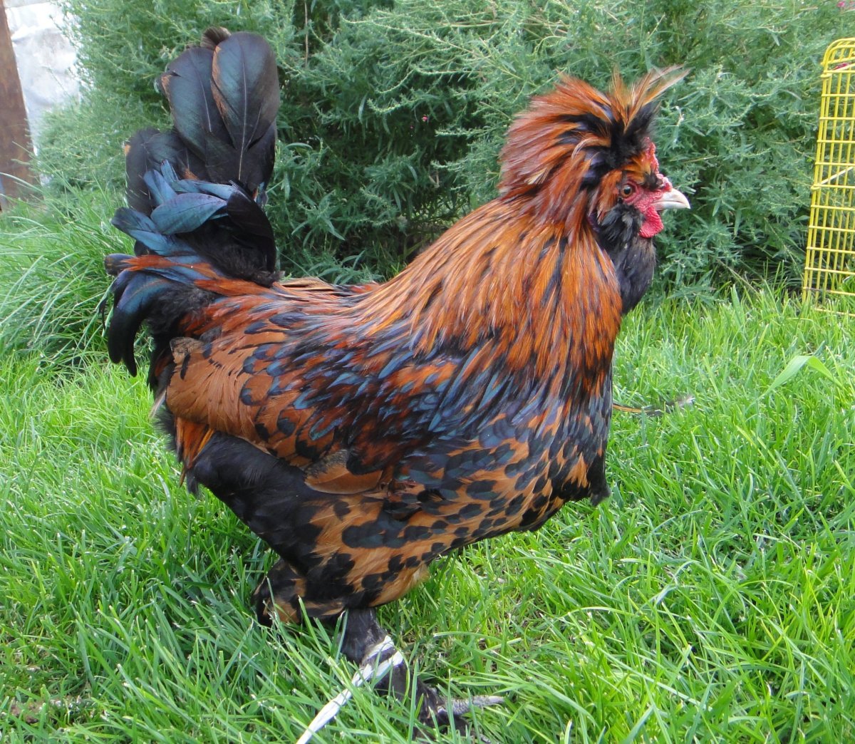 Павловская Курочка порода