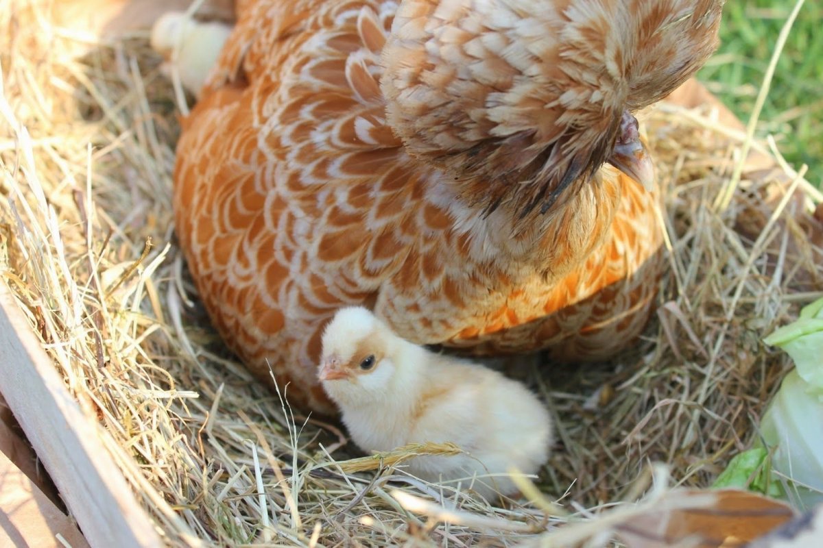 Карликовый падуан Шамоа