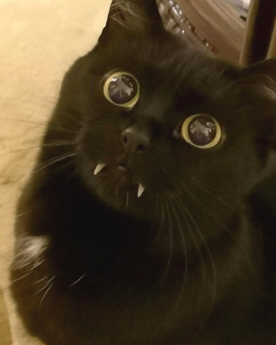 Тигр ну предположим мяу