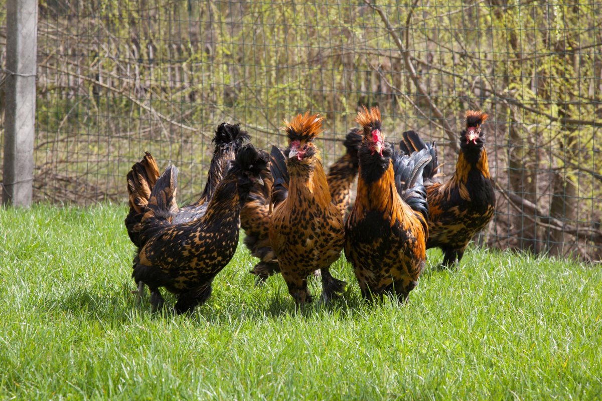 Павловская Золотая порода кур