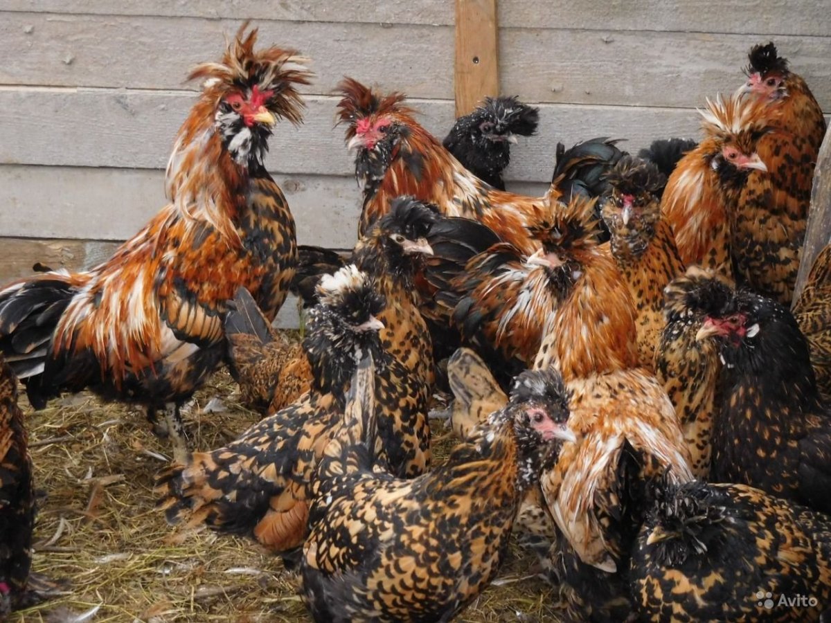 Павловские куры несушки цыплятами