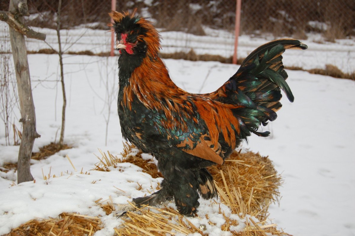 Петух Павловское золото