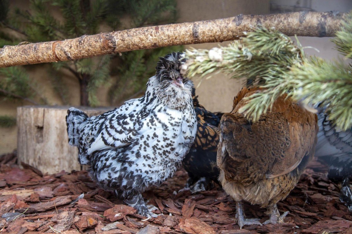 Породы кур в Московском зоопарке