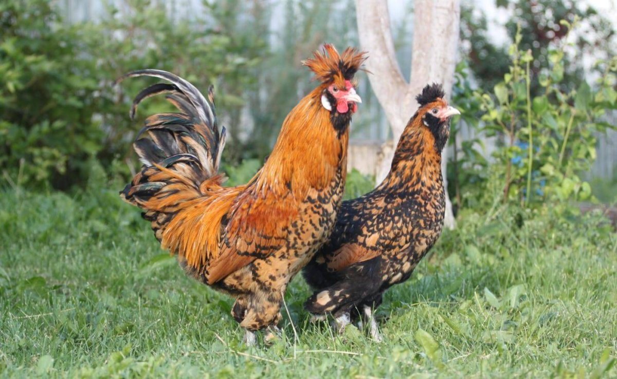 Павловская Золотая порода кур