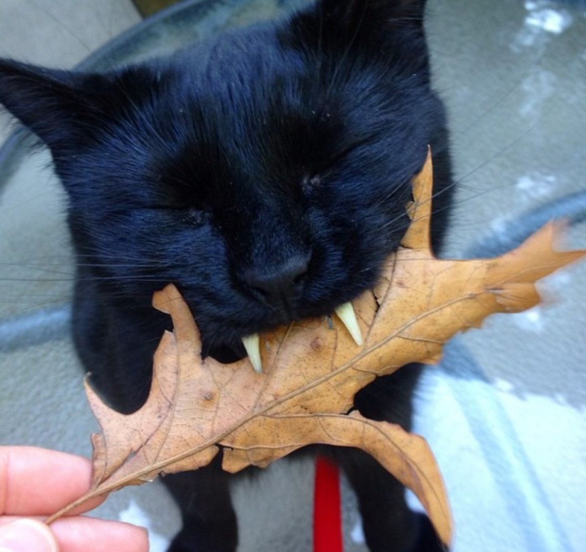 Черный кот вампир