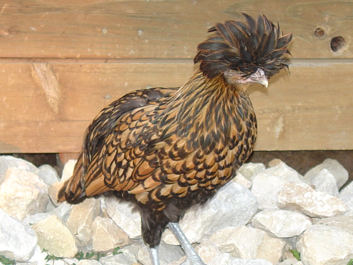 Цыплята королевского Гудан