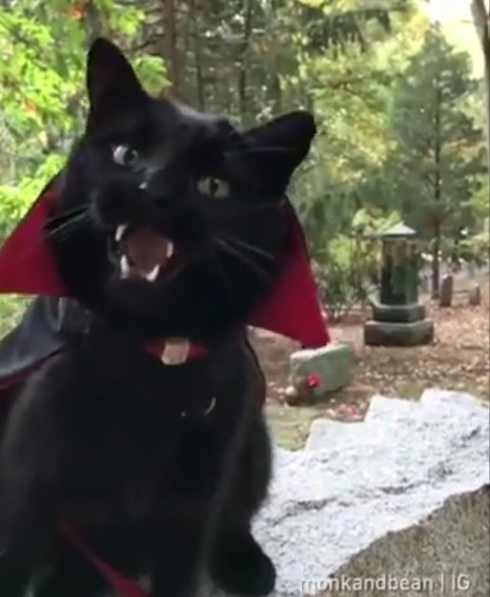 Граф Мрякула кот