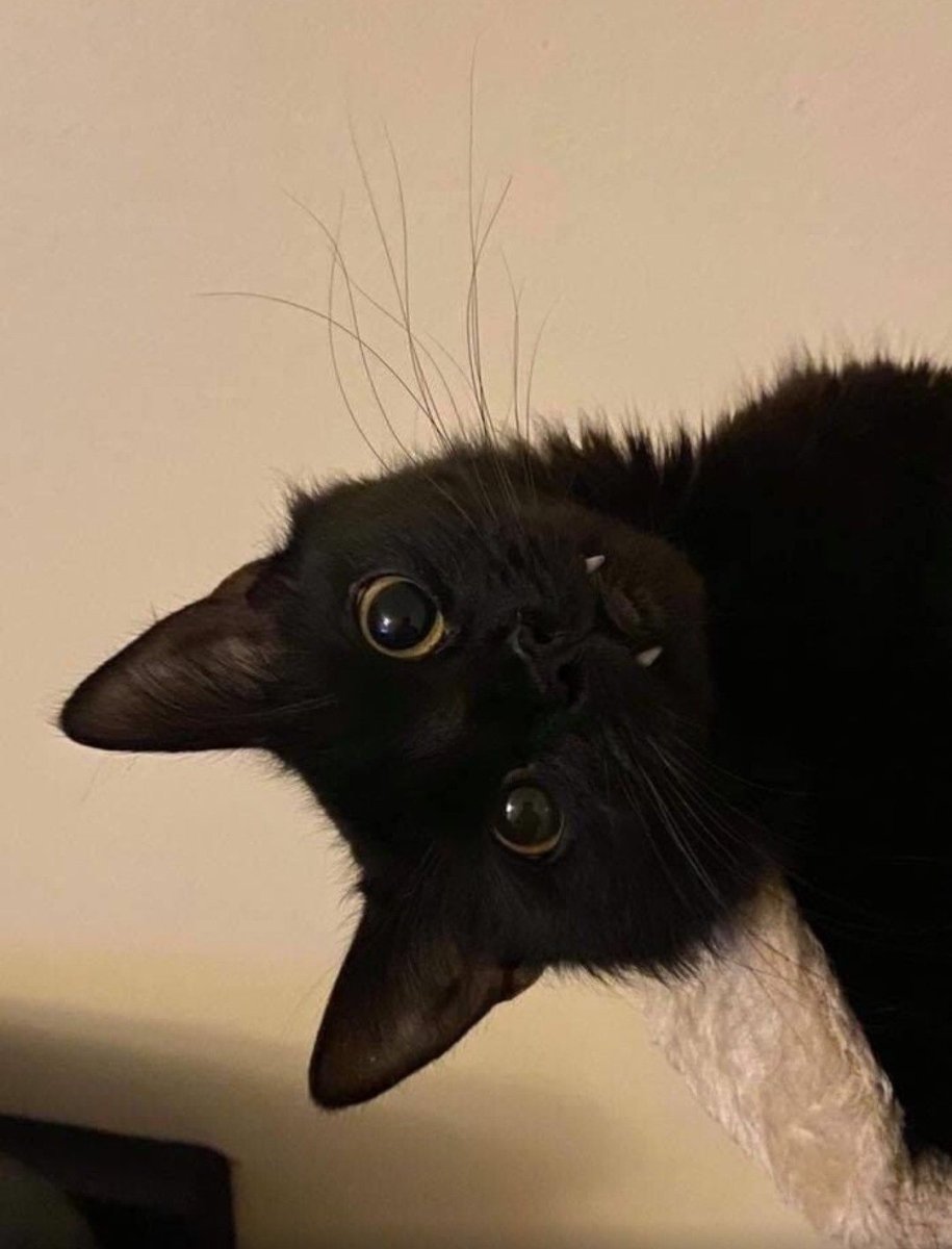 Котик Котий