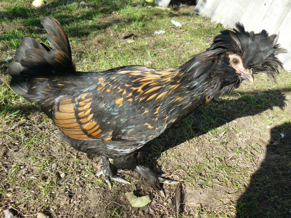 Павловские петухи молодые