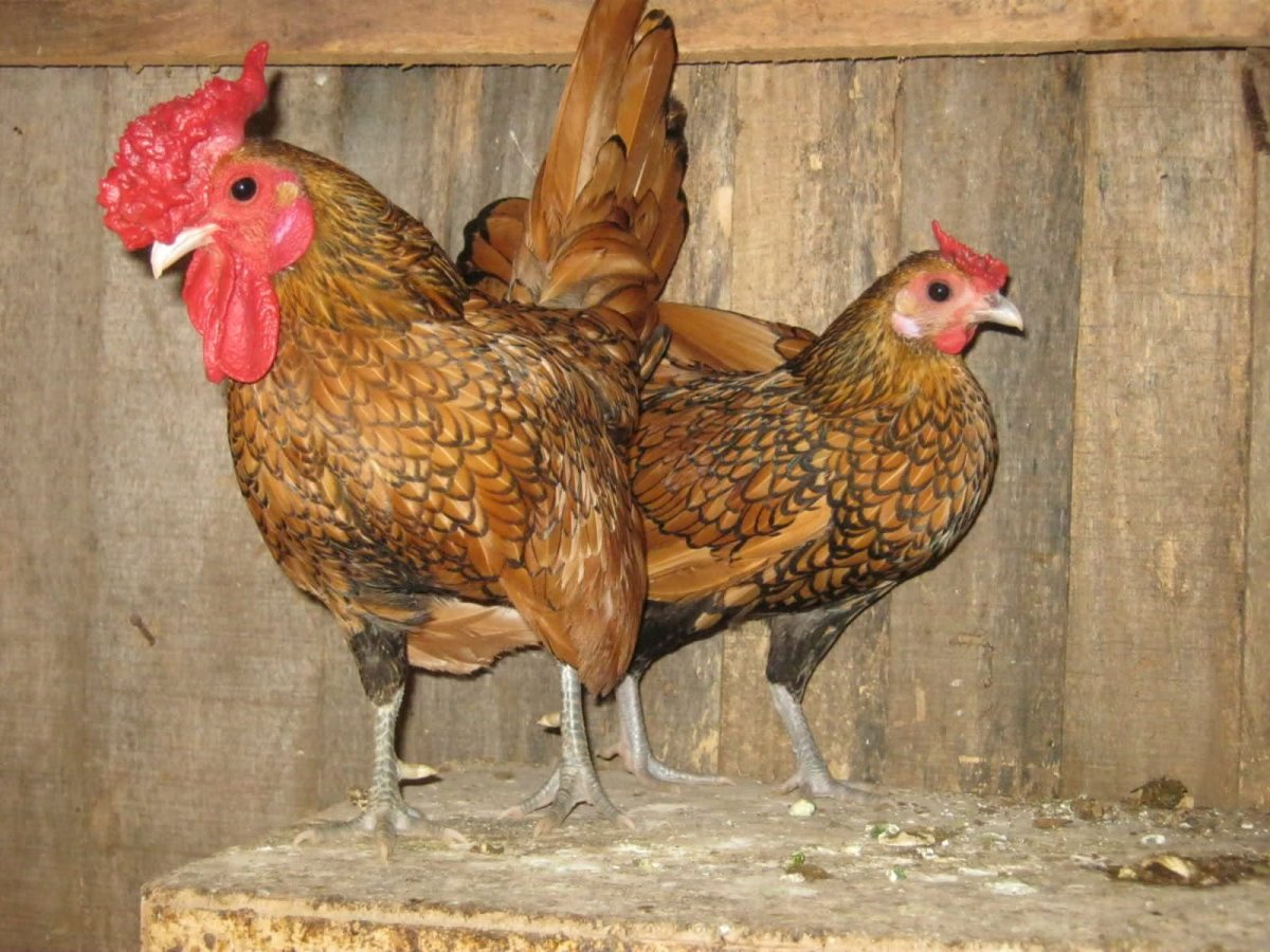 Карликовые куры Сибрайт