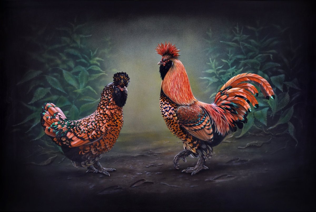 Павловская яйценосная порода кур