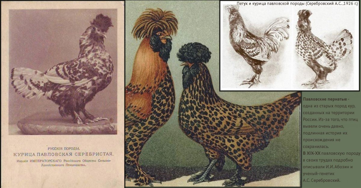 Павловская порода кур рисунок