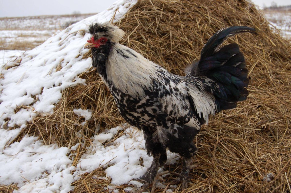 Павловская хохлатая