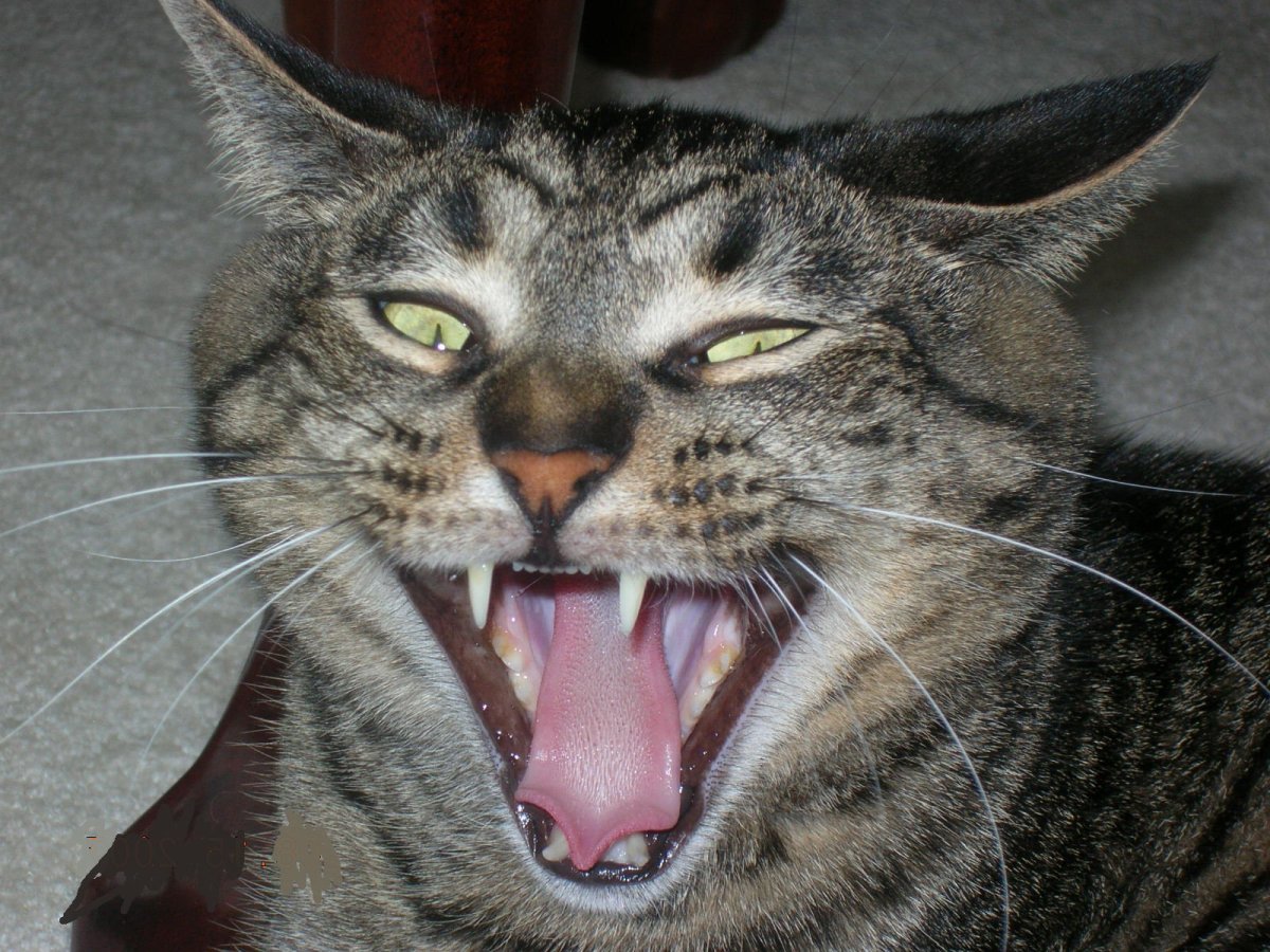 Котик вампир удивленный