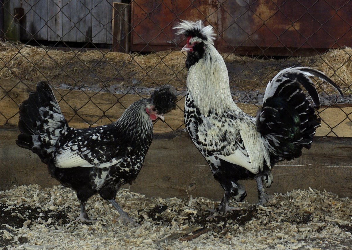 Бельгийская бородатая бентамка