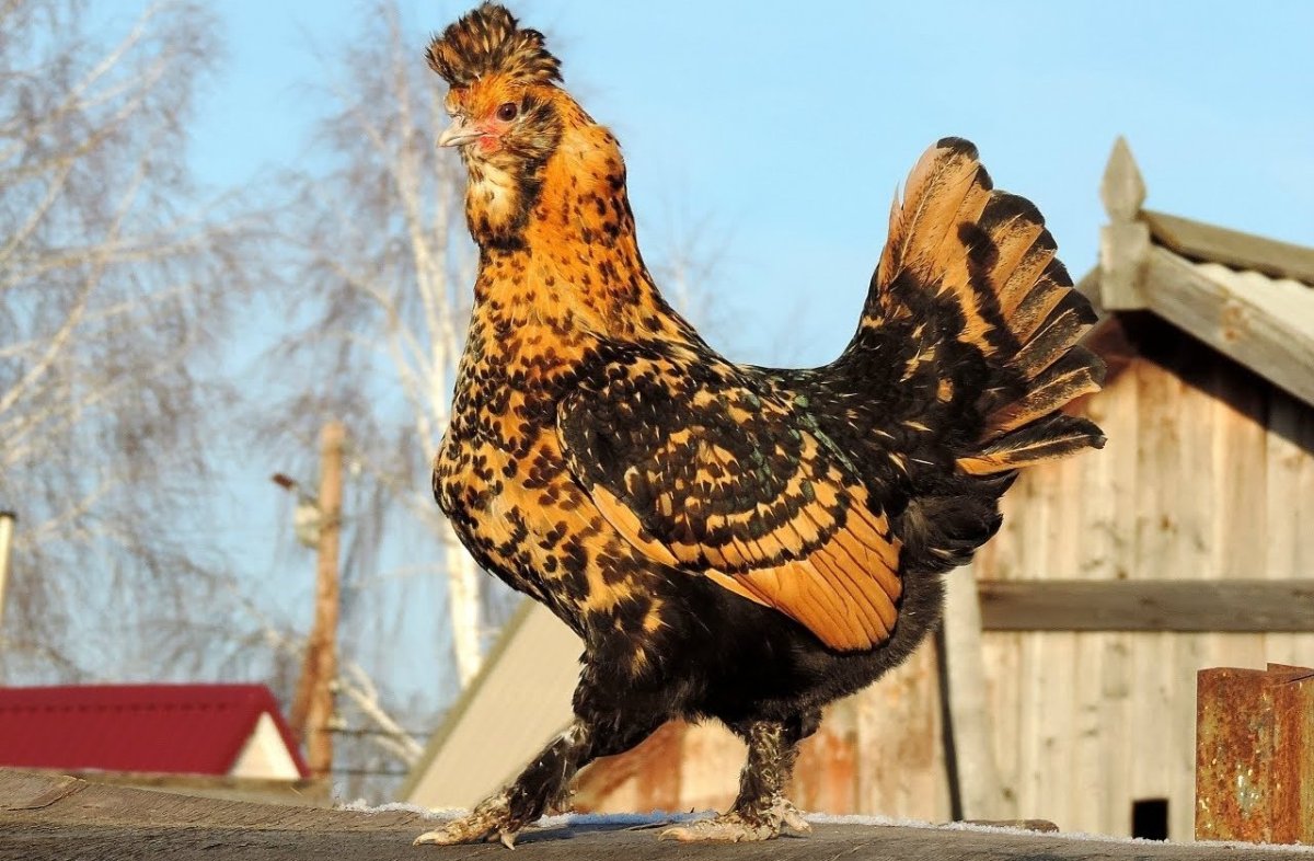 Павловская золотистая порода кур
