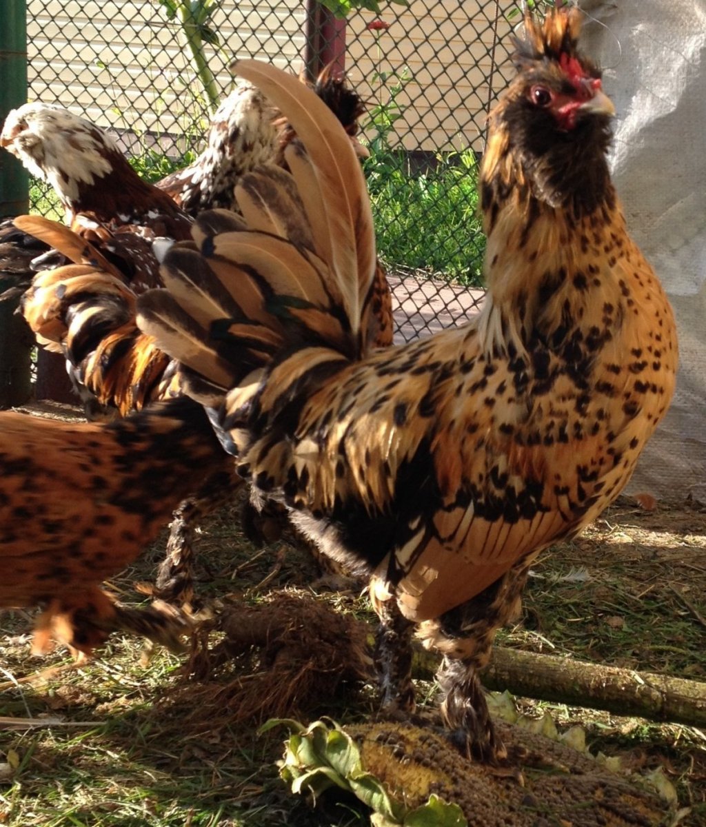 Павловский падуан