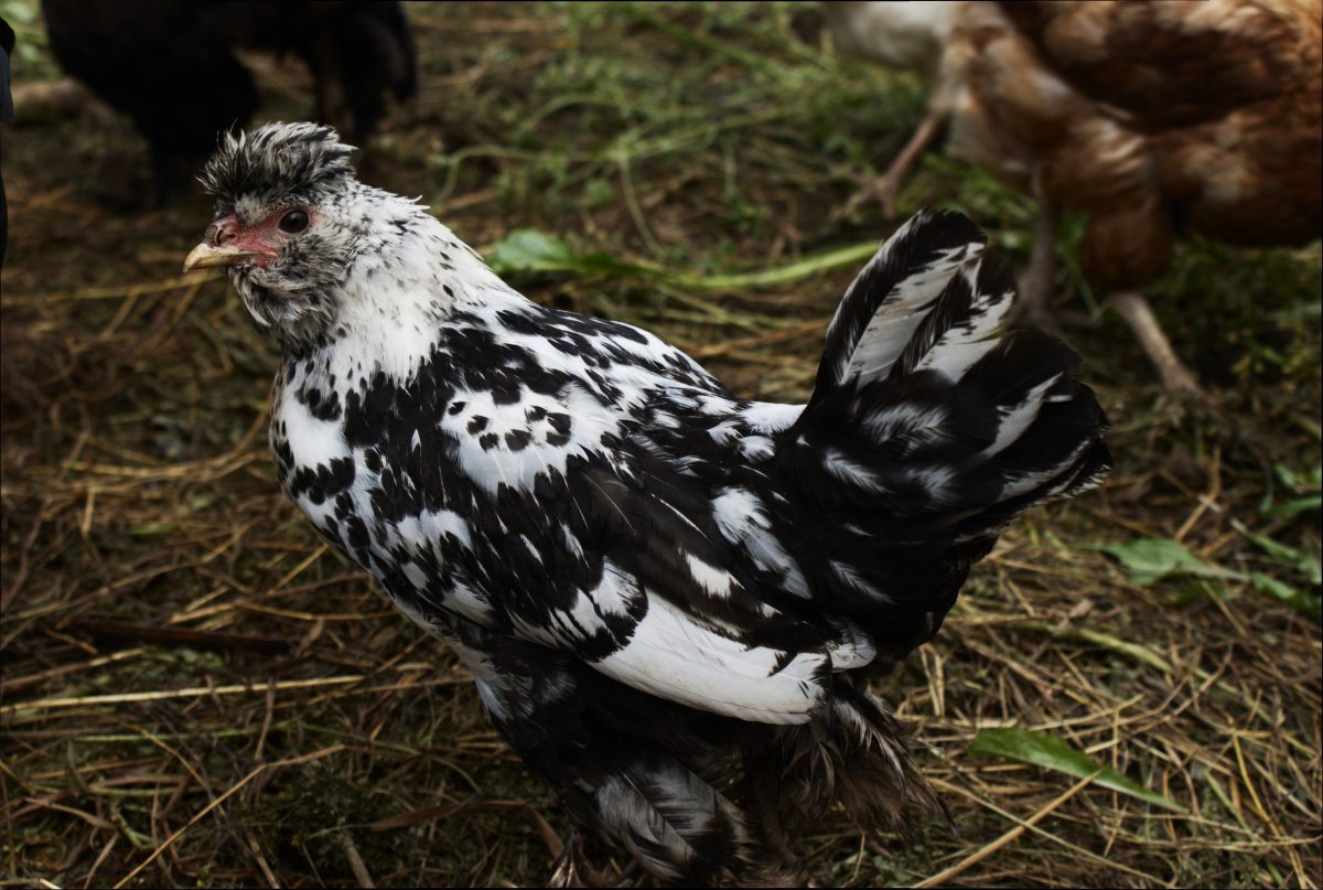 Куры Павловская хохлатая