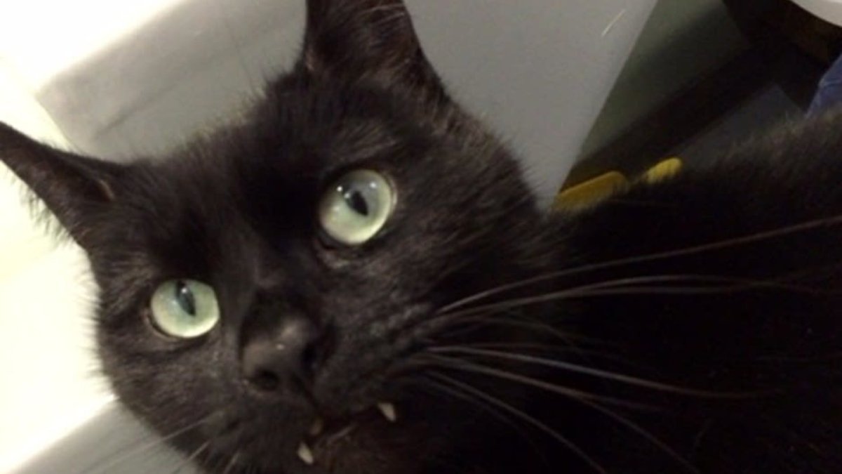 Черная кошка вампир