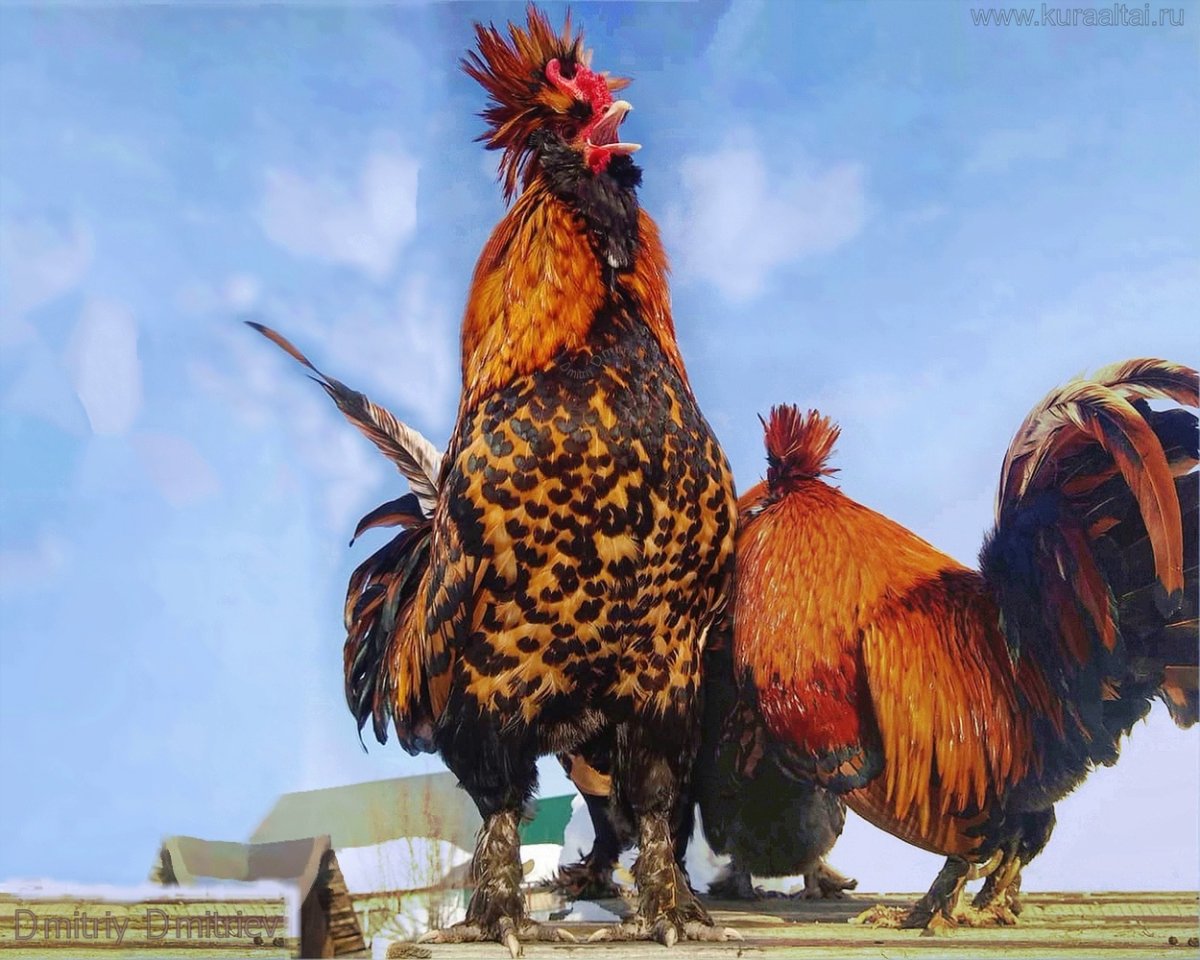 Петух Павловское золото