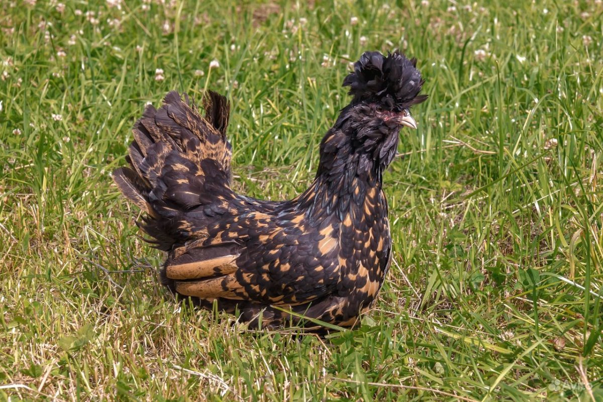 Хохлатая Курочка падуан