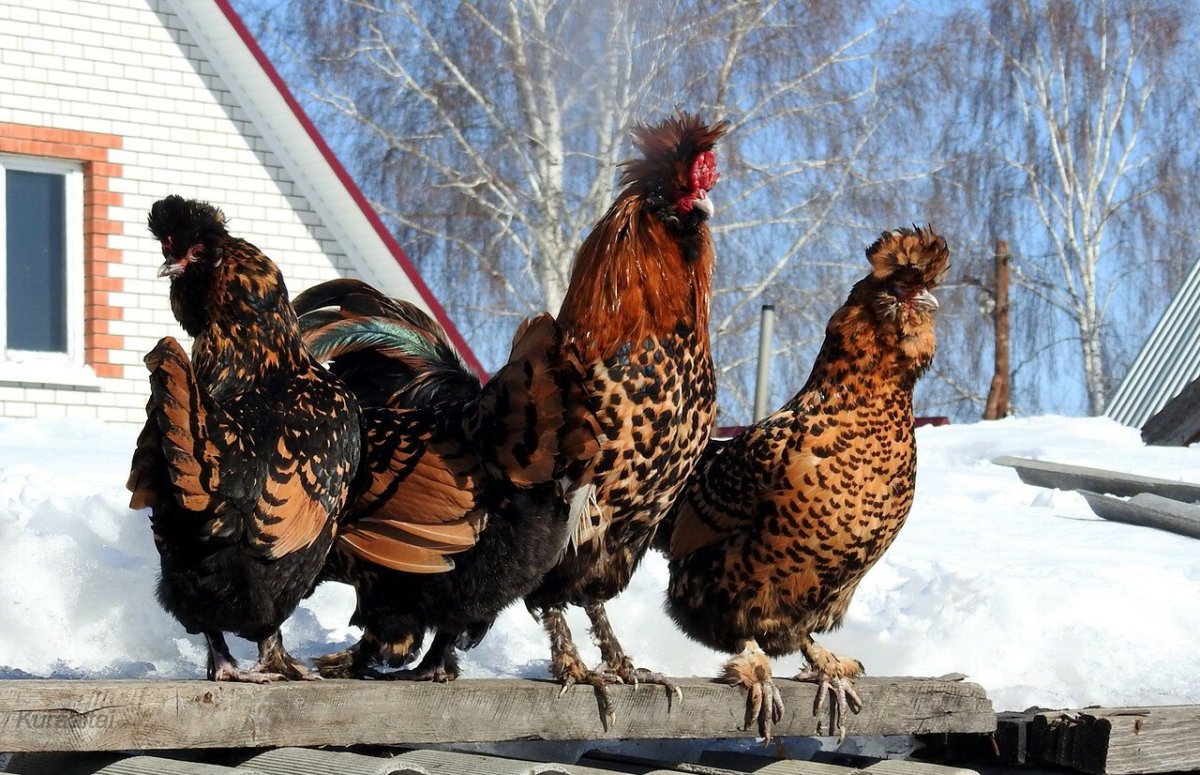 Купить кур Павловских золотистых на авито России