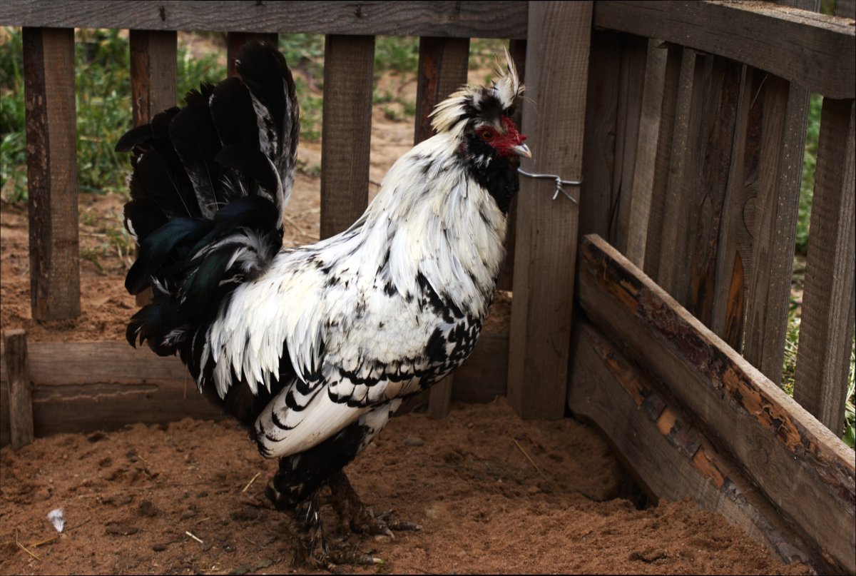 Павловская серебристая порода кур