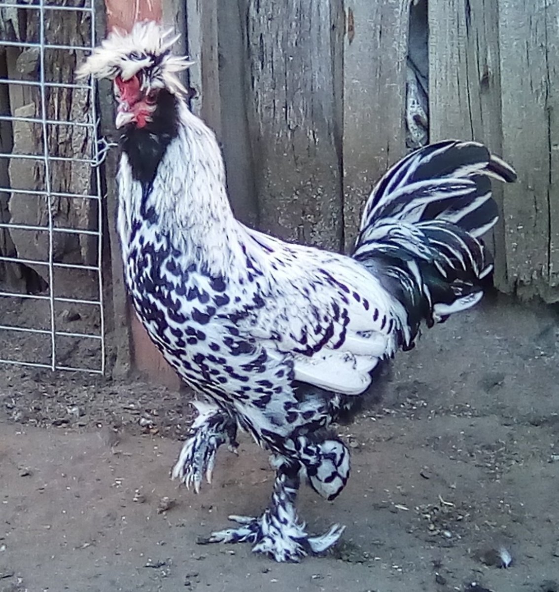 Павловская Курочка порода