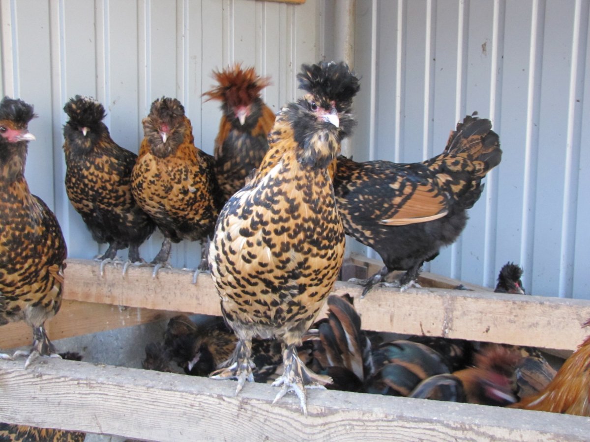 Цыплята Павловское серебро