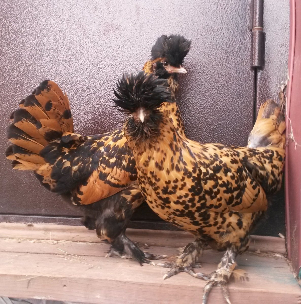 Курица Павловская хохлатая