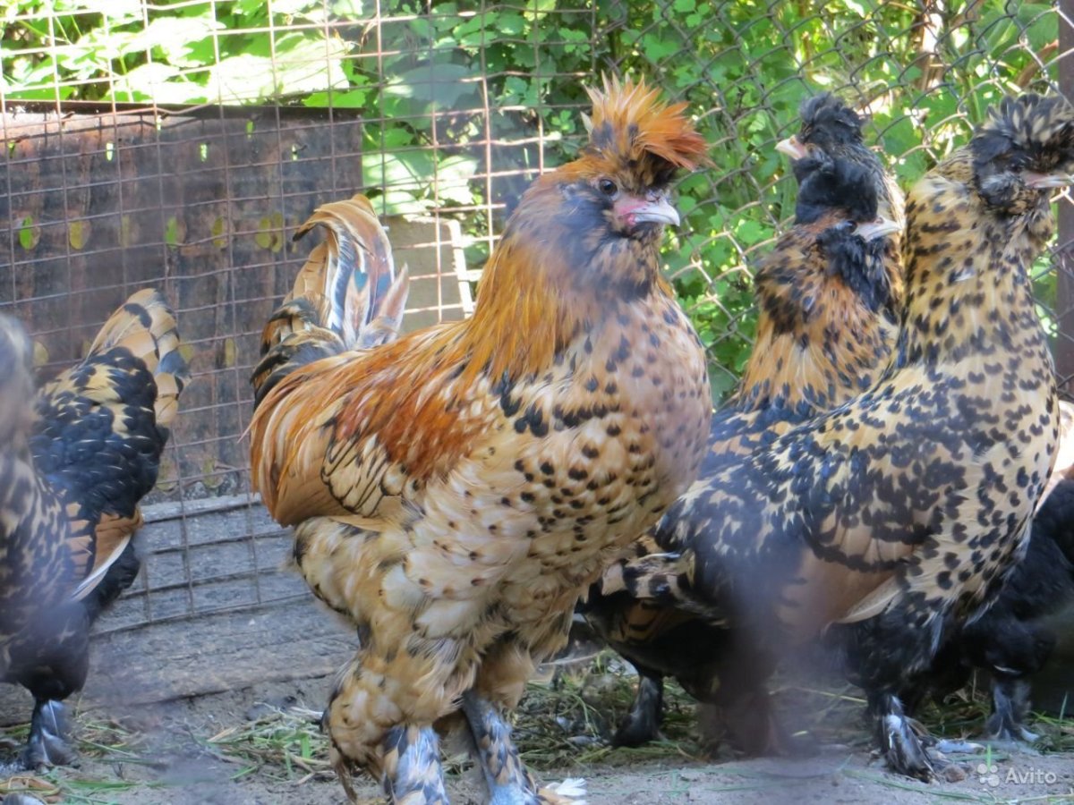 Павловская хохлатая куры породы