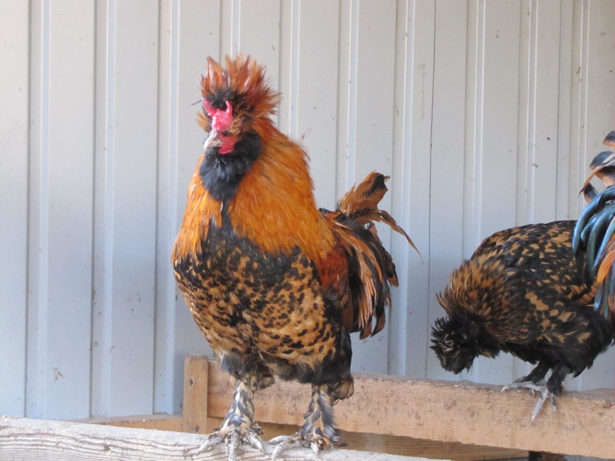 Доминант с хохолком