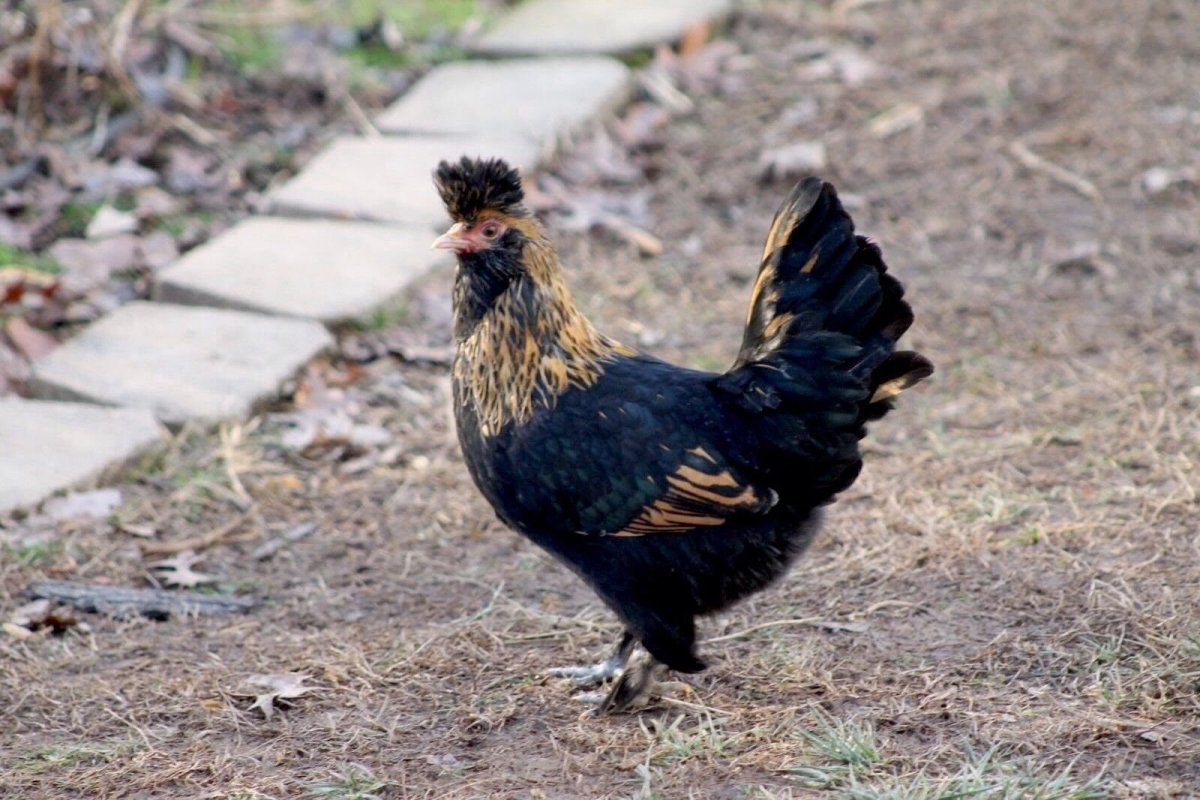 Павловская Курочка