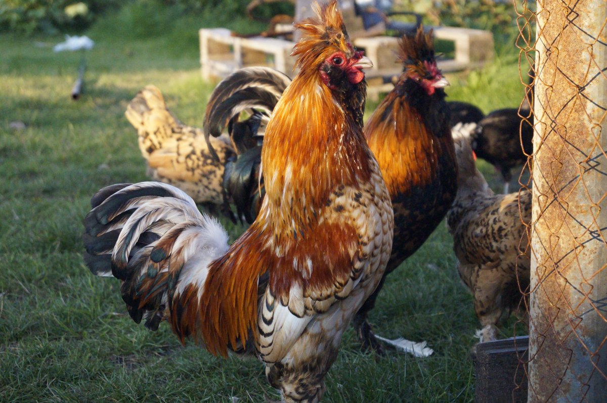 Куры породы Павловская