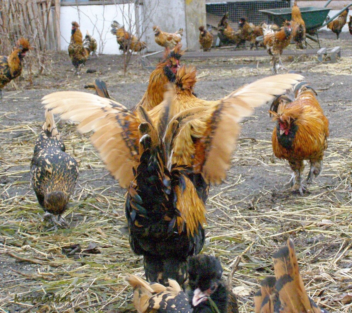 Павловские золотые цыплята