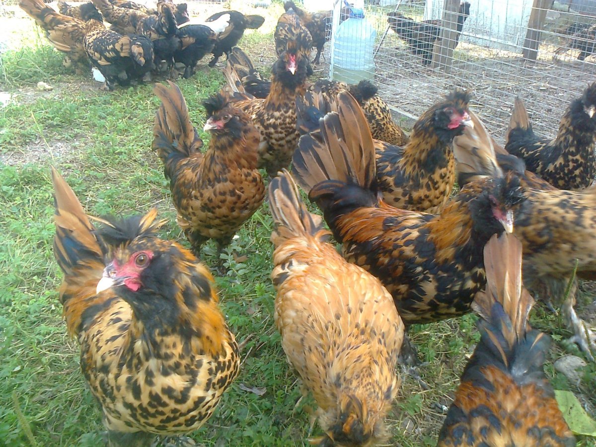 Павловская курицы несушки
