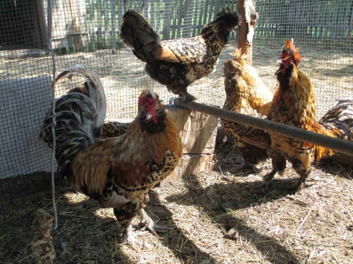 Павловское серебро порода кур