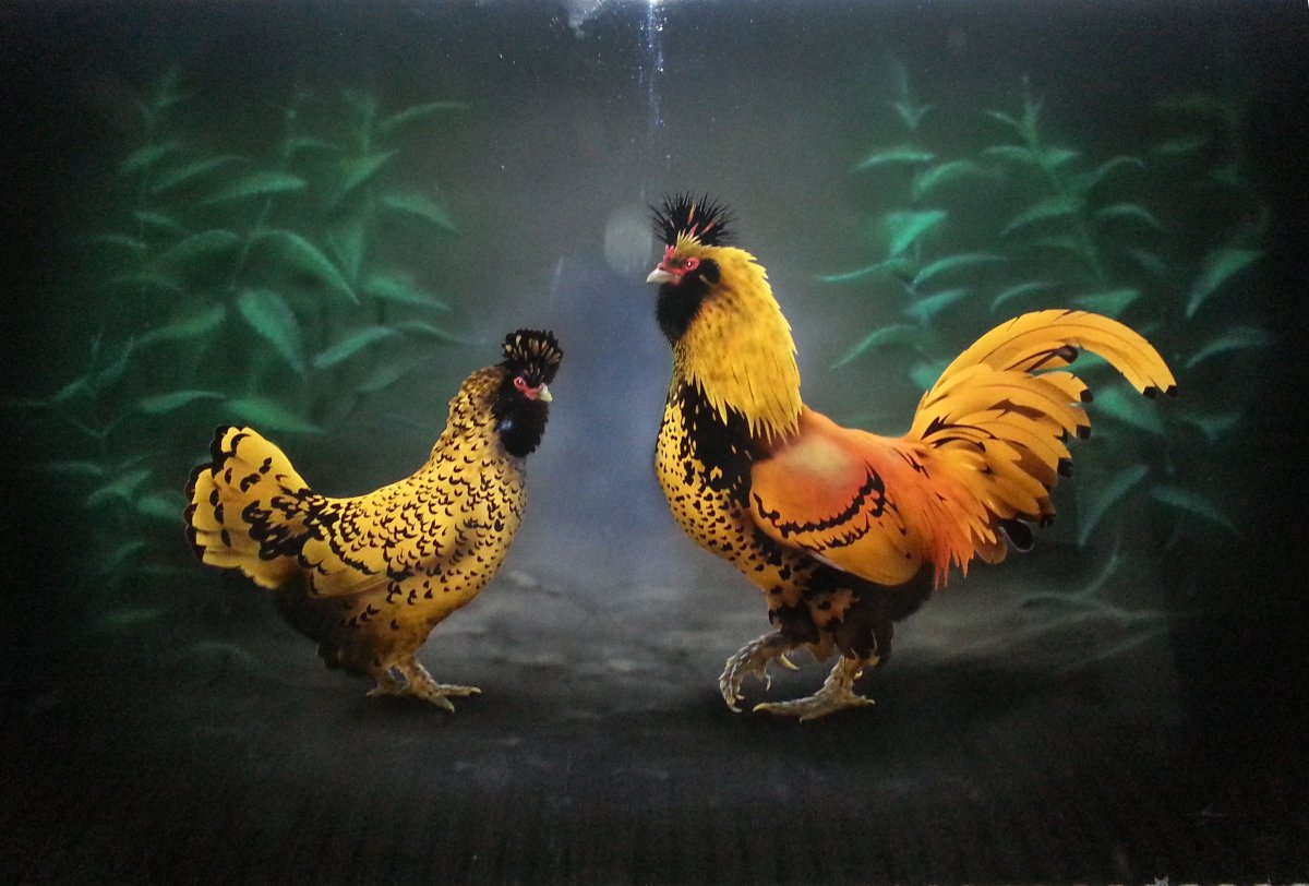 Золотистая порода кур