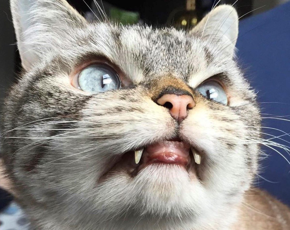 Кот даун с клыками