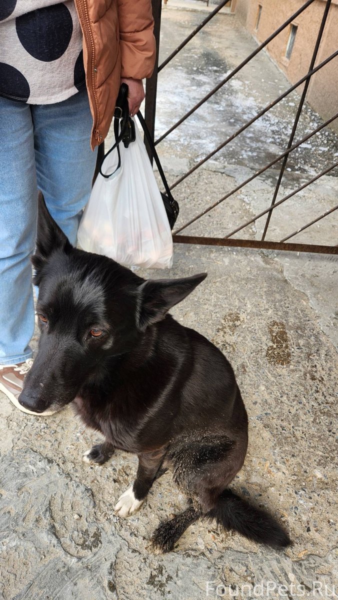 Мужчина в кресле с собакой