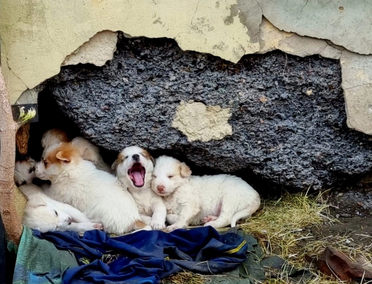 Цитаты про собак